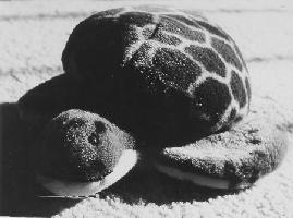 Small Splotched Green Plush Turtle