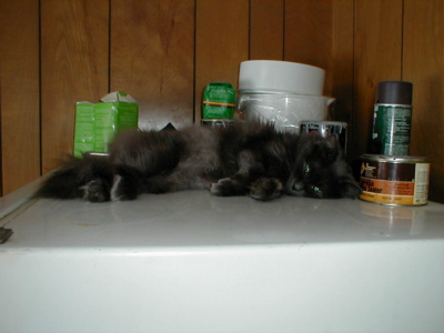 Falcon fridge cat