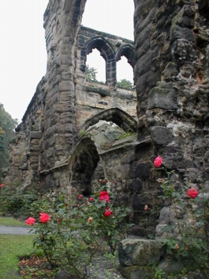 Roses near ruined abbey