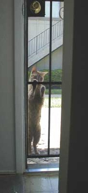 Marley cat tries the door
